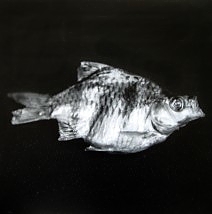 Fixed Object-Fish 1