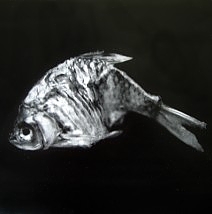 Fixed Object-Fish 2