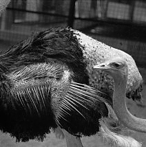 Abjection-Ostriches in Gwacheon Zoo